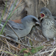 A baby bird (right) presents a compelling argument to its parent (left) about why it should stay in the nest a bit longer.